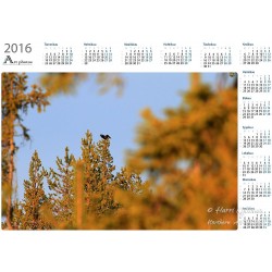 Teeri II - Vuosikalenteri