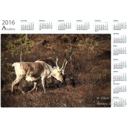 Porot - Vuosikalenteri