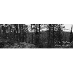 Metsä ja joki - HD - Canvas...