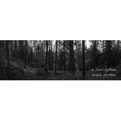 Metsä - HD - Canvas taulu